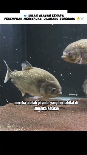 Memang Gelo Piranha Menyerang Buaya Lewat jalur Belakang ☠️ #shorts #denssop #cerita #hewan