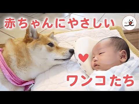 ［かわいい犬］赤ちゃんにやさしく接するワンコたち【PECO】