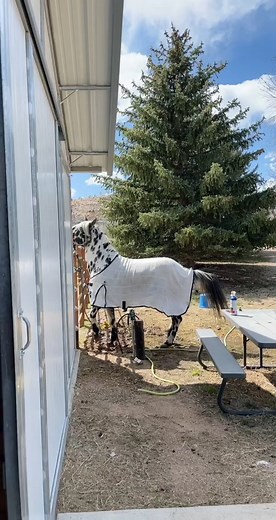 Sassy Appys on TikTok