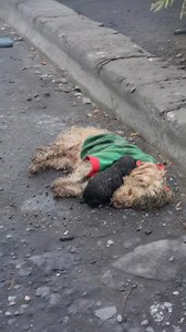 """The tiny puppy refused to leave its mother’s side—crying out for help as silent tears rolled down her face. 💔 👉 Find out what happened next in the first comment 👇👇 #DogLoversUSA #AdoptDontShop #RescueDogsOfAmerica #ForeverHome #DogRescueLove #FurFamily #HopeForPaws #RescueMission""" | The Vintage Nostalgia News