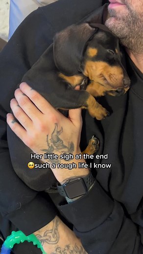 Adorable Dachshund Puppy Sighing Sound Compilation