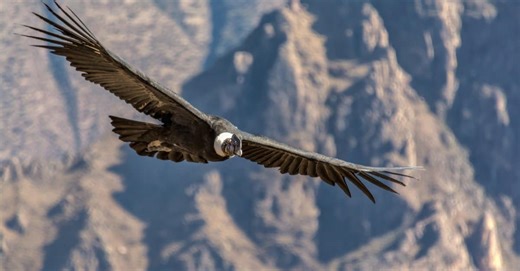 The Top 9 Largest Flying Birds on Earth
