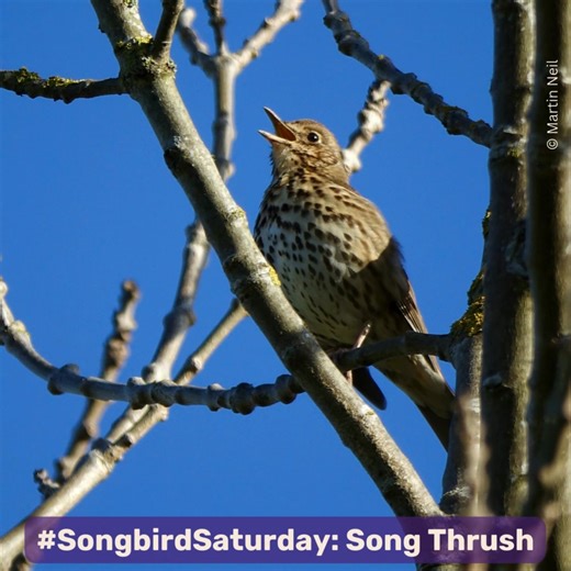 17 reactions |  #SongbirdSaturday Week 1: Song Thrush  Ever heard...