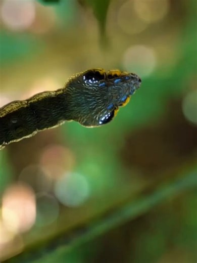 Hawkmoth caterpillars can mimic snakes to protect themselves When threatened, it hides its true head, inflates its anterior segments, and reveals large, eye-like spots, often mimicking a venomous pit viper to deter predators📹 Laurent Hesemans