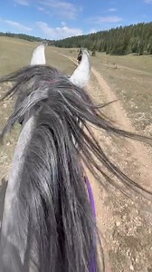 Day 3 of the Grand Canyon XP Endurance Ride. Today Eqaadir (the grey) ridden by Erna and Pepper ridden by Brooklynne rode to the North Rim of the Grand Canyon. #ltharabianrescue #grandcanyonxp #enduranceriding #lthpepper #ltheqaadir | Love this Horse, Equine Rescue Inc.