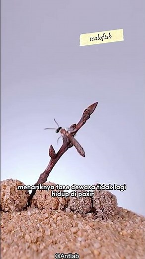 Adult Antlers Can Fly!