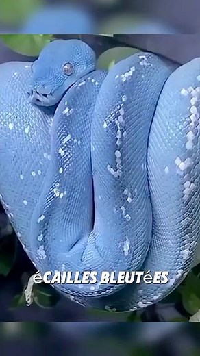 The three most expensive snakes on Earth!🐍😨🌎