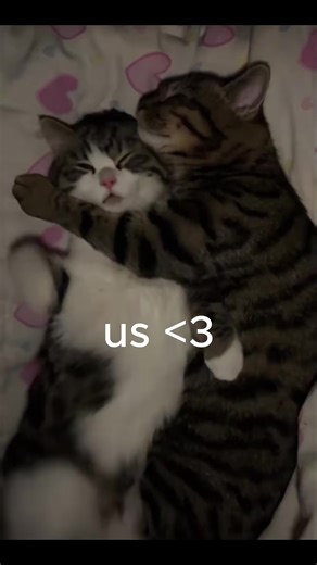 Cuddling Cats: The Joy of Feline Companionship
