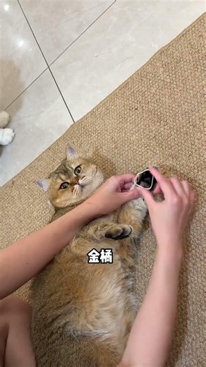 Hey cats, who taught you how to use a mask? The cute plan for all things. What’s the evil intent