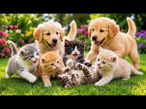 ✨🐱🐶 Fluffy Cats & Dogs Playing Together Outdoors | Cute Cat Videos | Relaxing Cat Sounds