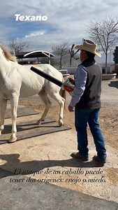 Cuando un caballo empieza a atacar, se prende un foco rojo que inmediatamente tenemos que atender para conocer la causa raíz, puede ser por miedo o enojo producto de una frustración. Aunque la mayoría de las veces los segregamos, etiquetamos y aumentamos la gravedad del problema considerando sólo la seguridad humana y dejando de lado la necesidad no resuelta del animal. | David Alonso - Doma Natural