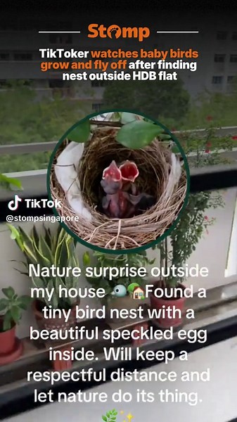 they grow up so fast 🥺❤️ #stomp #singapore #hdb #bird #sgtiktok