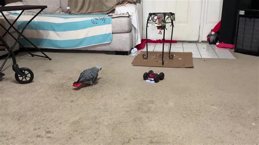African Grey Parrot Gets Curious About Remote Control Car