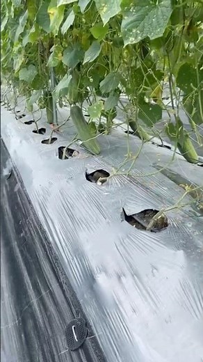 The Future of Farming: #Hybrid #Cucumbers Explained