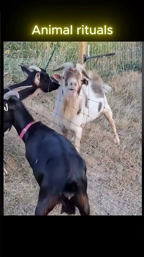 Goat Mating Rituals – The Weird Sounds That Mean Business 🐐😜