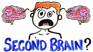 A Close Look at the Enteric Nervous System, Considered the Human Body's 'Second Brain'