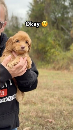I Need A Minute 🤪 🐶 #creampufflabradoodles