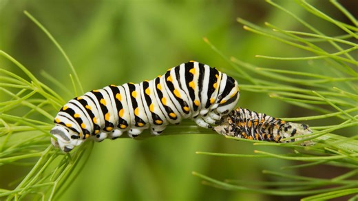 Ecdysis, Defined: An Incredible Period of Transformation