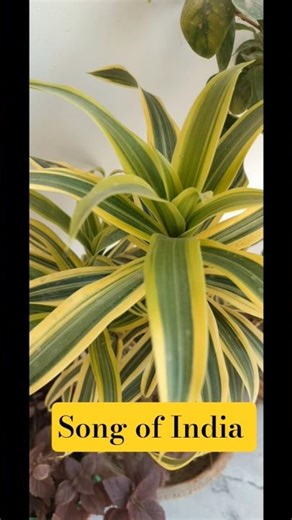 Song of India plant: Must Have Easy Care,Dracaena Reflexa plant, Grow and Care #short #yt #summer