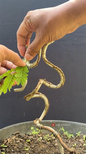 Shaping a Tamarind Tree in an Extreme Style