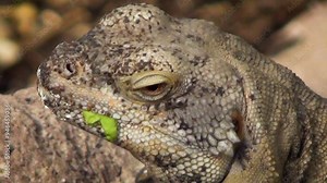 Common chuckwalla (Sauromalus ater) sunbathing in a desert environment, head close-up