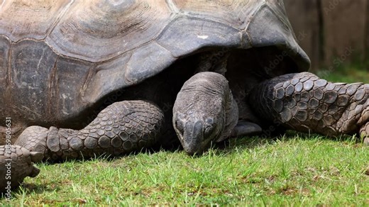The Aldabra giant tortoise (Aldabrachelys gigantea) on Curieuse island (the site of a successful wild tortoise conservation program) of Praslin island in the Seychelles