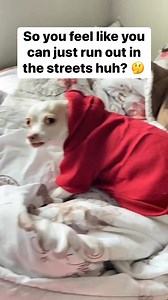 Havin a man 2 man talk wid Rabbit #doglover #dog #doglife #love #pet #petlovers #pets #viralchallenge #FYP #funny | Puppynamedrabbit