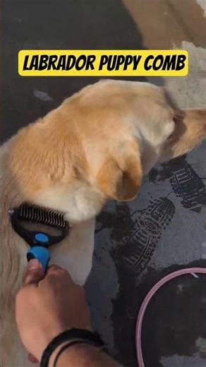 Labrador 😎 Puppy 🥰|...#labrador #shorts
