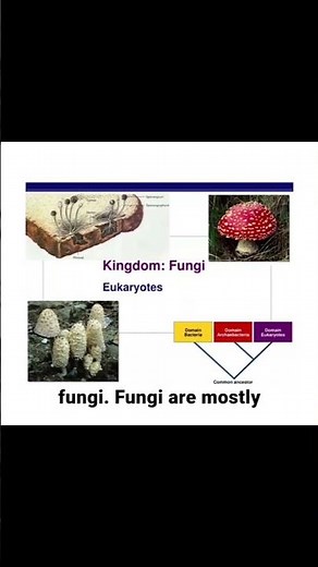 Introduction to Diversity of Life | Biological Classification Class 11 | NEET Botany