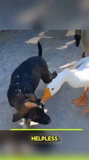 What Did This Dog Do?! Two Geese Went Furious! 🦢🐕#animals #animalshorts #funnyanimals #dog #geese