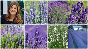 92K views · 7.7K reactions | Top 7 Most Popular Varieties of Lavender...