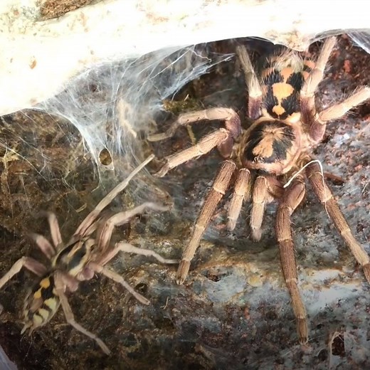 5.3M views · 30K reactions | This guy tried to give his female tarantula a new boyfriend and it did not go to plan ️ Exotics Lair | LADbible | Facebook