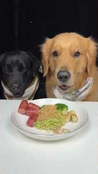 My Fork Never Asks Questions. Golden and Labrador. Cute Pet Debut Plan