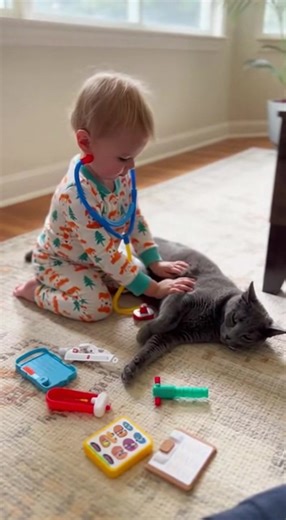 A giggly toddler gives a Russian Blue kitty a pretend checkup with a toy stethoscope and bandages. The calm cat purrs and plays along as the little doctor declares him healthy. | Margot The Russian Blue Cat