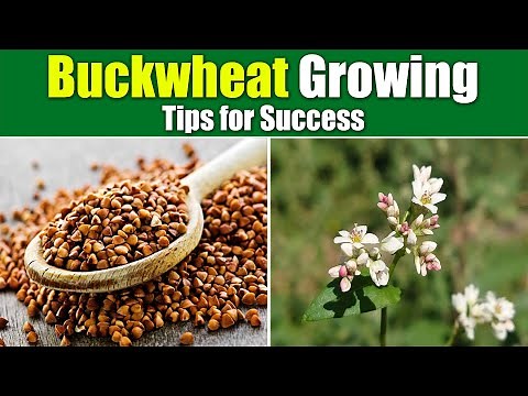 Seed to Harvest: Mastering Buckwheat Growing for Bountiful Yield