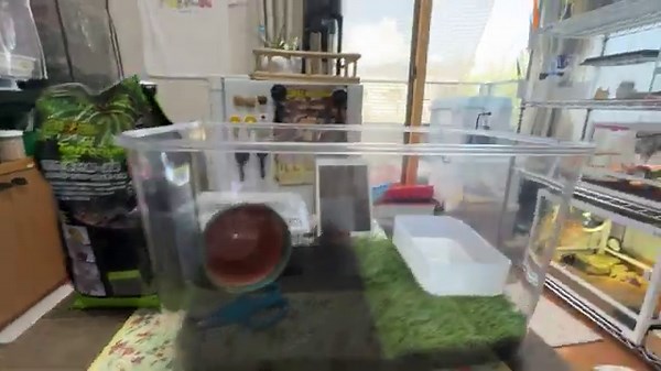 トノサマガエルたちのおうちづくり！