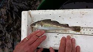 D&S IFCA SUBMIT A REPRESENTATION TO THE PLANNING INSPECTORATE