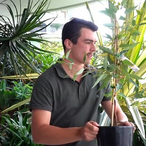 1.5K views · 12 reactions |  National Tree Day (28 July) fosters environmental awareness and celebrates the benefits trees bring to our lives. Let’s inspire, educate, and care for our unique land, and pass on a greener future for generations to come!  To learn more about planting trees near electrical assets visit: https://bit.ly/3LEQ1xg | Essential Energy | Facebook