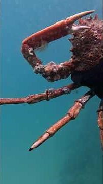 Spearfishing in Brittany: Ray, spider crab #fishing #fish