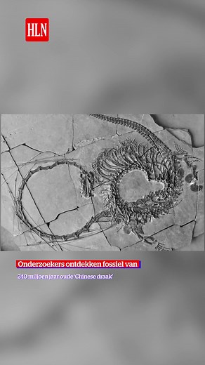 240 Miljoen Jaar Oude ‘Chinese Draak’ Ontdekt