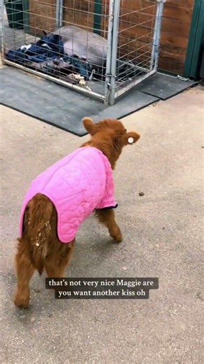 Throwback! Baby mini cows explore the barn before bed and meet the horses