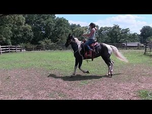 Fixing a Pacy Horse
