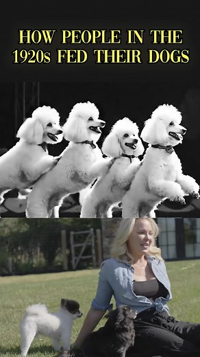 1K views · 64 reactions |  Kibble vs. Table Scraps What's healthier...