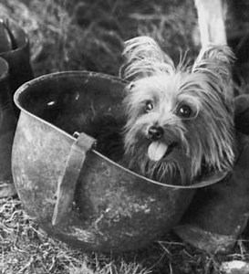 7 Famous Dogs of War