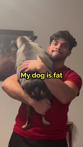 My dog is fat, so I did this...