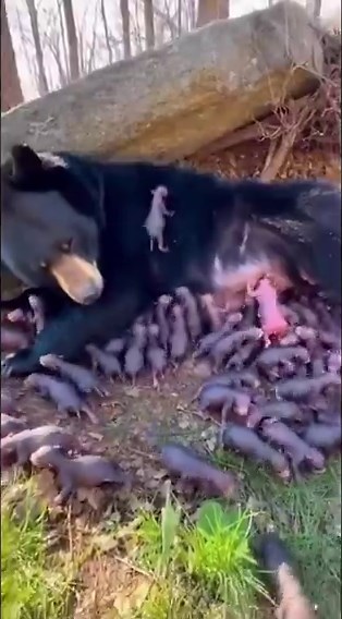 A female black bear in a natural den surrounded by over 100 tiny newborn cubs.The footage has drawn widespread attention due to the unusually large number of cubs. Local wildlife officials are investigating the sighting.