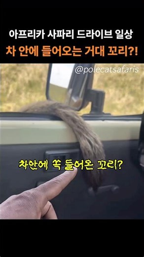 아프리카에서 드라이브하면 볼 수 있는 것 #힐링 #shorts