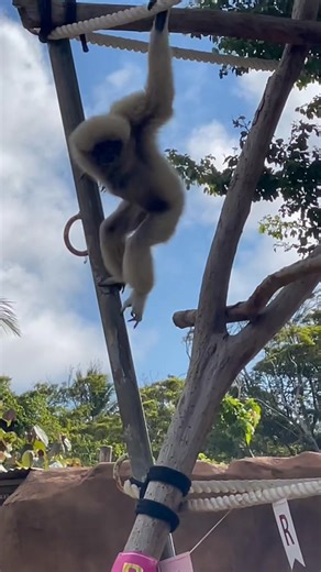 3.9K views · 372 reactions | Cheers to a fabulous new year and a special celebration for the one and only Japan, the lar gibbon!  This incredible lady is turning 48, and we’re here to honor her with all the love and joy she deserves! 拾✨ Here’s to starting the year celebrating this incredible lady. #happybirthday #happynewyear #celebrate #starting2025right #largibbon #honoluluzoo #honolulu #hawaii | The Honolulu Zoo | Facebook