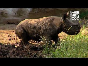 Black Rhino Calf Kendi 1st Time in Mud Wallow - Cincinnati Zoo