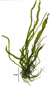 Ulva intestinalis - Alchetron, The Free Social Encyclopedia